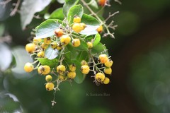 Cordia lutea